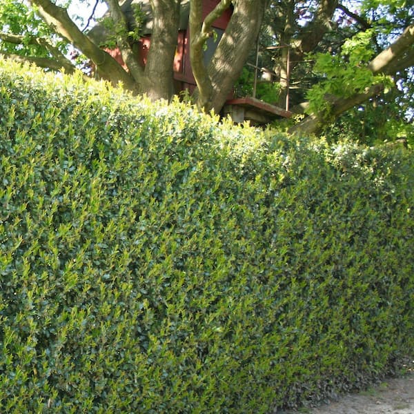 national PLANT NETWORK 1 Gal. Holly Dwarf Burford Shrub HD7154