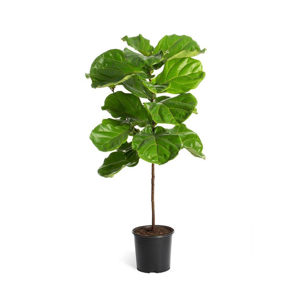 Fiddle-Leaf Fig Tree