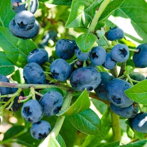 Northblue Blueberry (Vaccinium) Live Bareroot Fruiting Plant White Flowers with Green Foliage