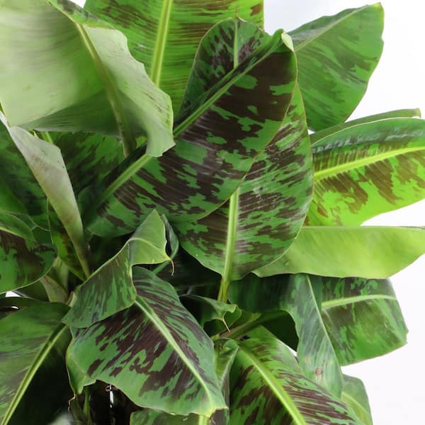 national PLANT NETWORK 1 gal. Banana Dwarf Cavendish Perennial
