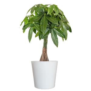 Live Money Tree, Braided Pachira aquatica in 9.25 in. White Decor Pot