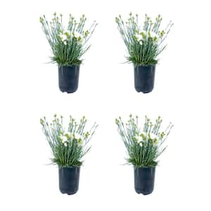 2.5QT Carnation Scent First Memories Perennial Plant with White Flowers - 4 Pack
