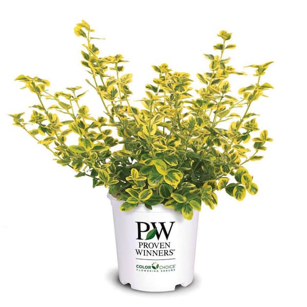 PROVEN WINNERS 1 Gal. Gold Splash Wintercreeper (Euonymus) Live Evergreen Shrub, Green and Yellow Foliage
