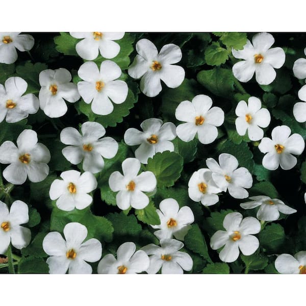 PROVEN WINNERS 4.25 in. Grande Snowstorm Giant Snowflake Bacopa (Sutera) Live Plant, White Flowers (4-Pack)