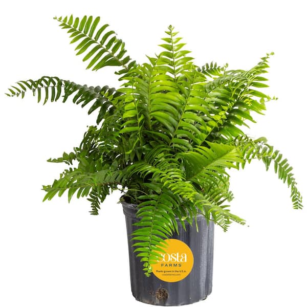 Costa Farms Macho Indoor/Outdoor Fern in 8.75 in. Grower Pot, Avg. Shipping Height 2-3 ft. Tall