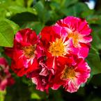 Fourth of July Climbing Rose, Live Bareroot Plant, Red and White Color Flowers (1-Pack)
