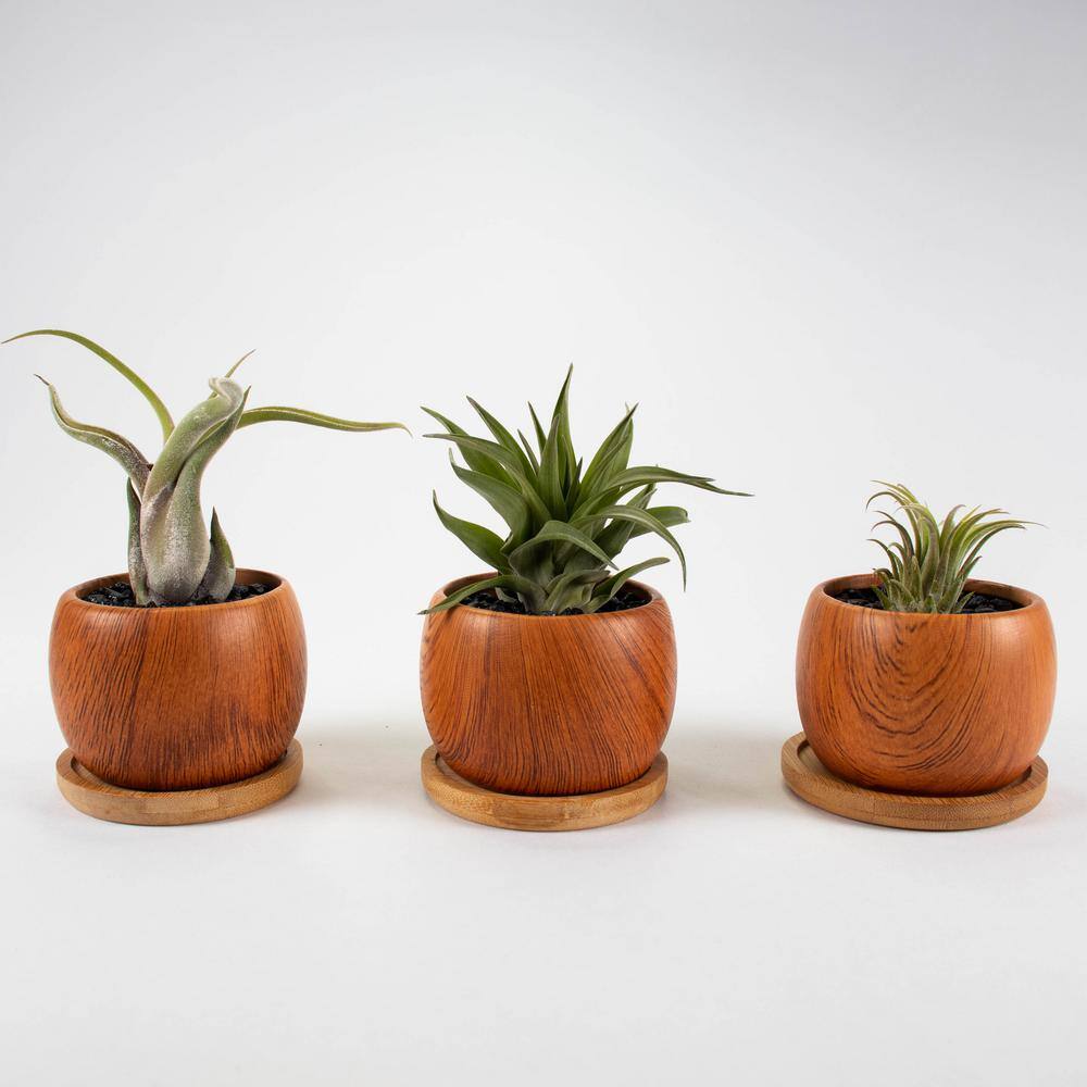 Air Plant Trio (Tillandsias) Live Plants in 3 in