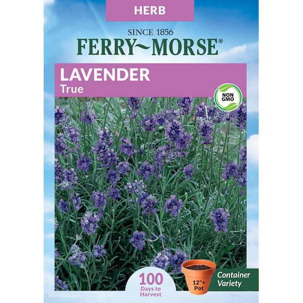 Lavender True Herb Seeds