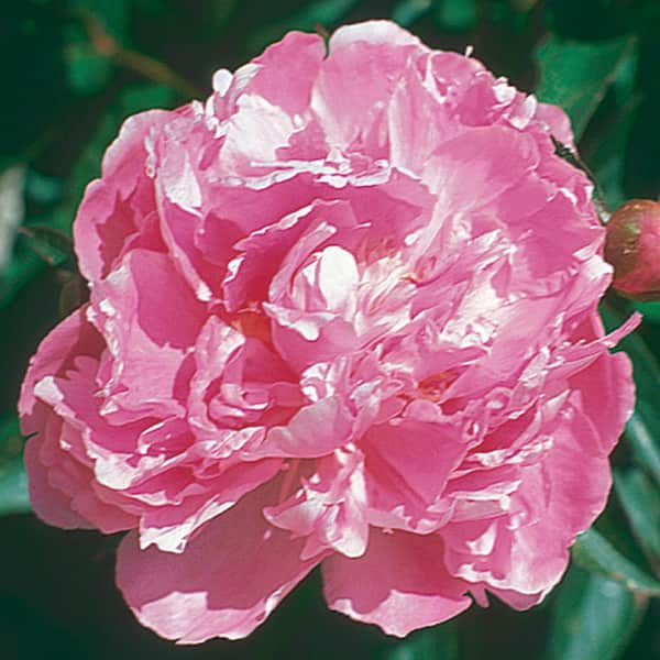 BELL NURSERY 1.5 Gal. Pink Peony Plant