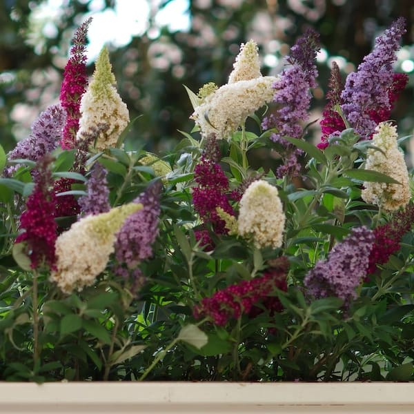 4 in. Triple Treat Butterfly Bush Shrub with Multicolor Flowers (4-Pack)