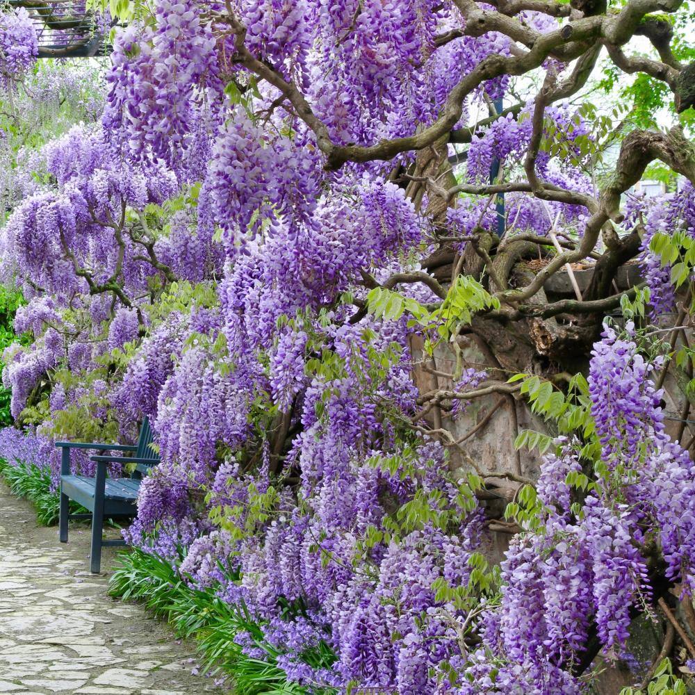 Amethyst Falls Light Purple Wisteria Vine