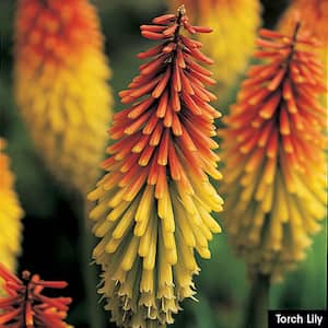 2.50 qt. Pot, Torch Lily, Live Potted Deciduous Flowering Perennial Plant (1-Pack)