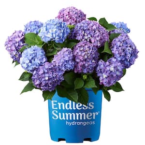 1 Gal. Bloomstruck Reblooming Hydrangea Shrub with Pink and Purple Flowers (2-Pack)