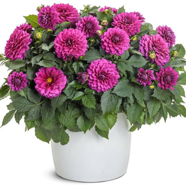 Proven Winners 4.25 in. Eco+ Grande Virtuoso Vibrant Violet Dahlia