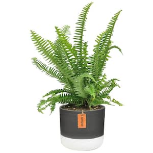 Grower's Choice Fern Indoor Plant in 6 in. Two-Tone Ceramic Planter, Avg. Shipping Height 1-2 ft. Tall