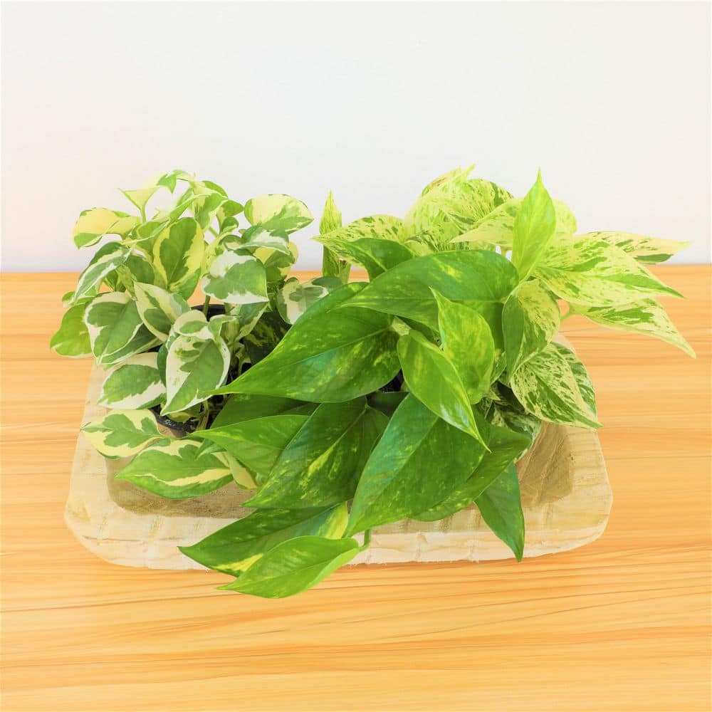 Set of 4 Assorted Pothos in Black Grower Pots
