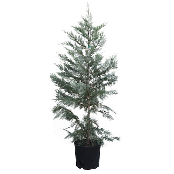 Brighter Blooms 5 Gal. 4 ft.t o 5 ft. Tall Leyland Cypress Evergreen Trees