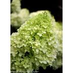 4.5 in. qt. Limelight Hardy Hydrangea (Paniculata) Live Shrub, Green to Pink Flowers