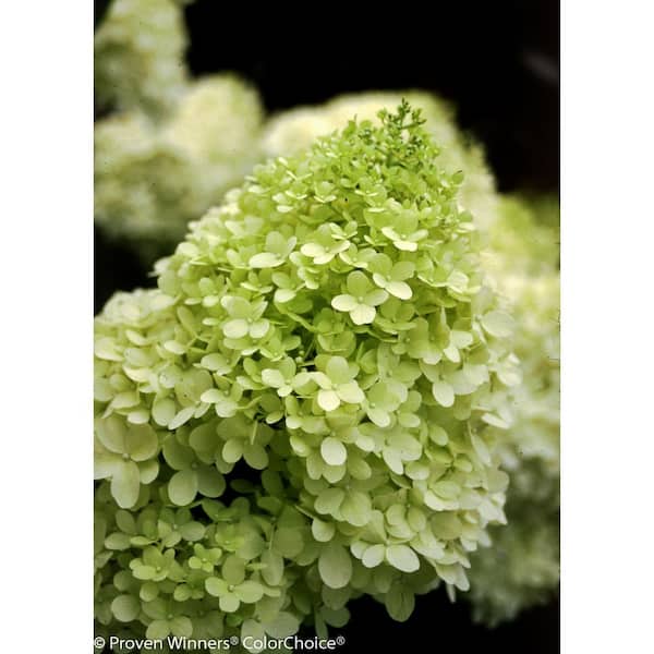 PROVEN WINNERS 4.5 in. qt. Limelight Hardy Hydrangea (Paniculata) Live Shrub, Green to Pink Flowers