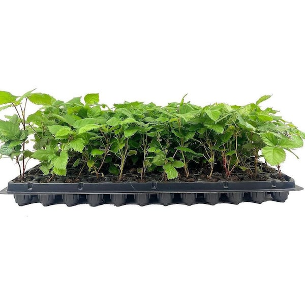 Apache BlackBerry Plant-40 Live Starter Plants-Rubus-Fruit Trees for the Patio and Garden