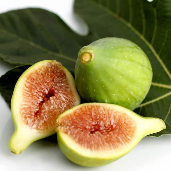 Alder & Oak #5 Container Kadota Fig Tree