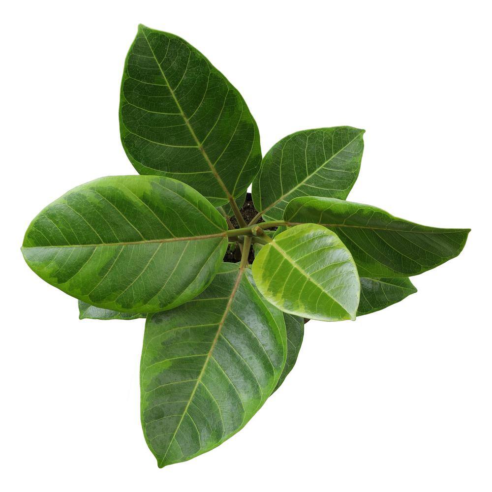 Ficus Altissima 6ft Indoor Plant in Black Plastic Pot