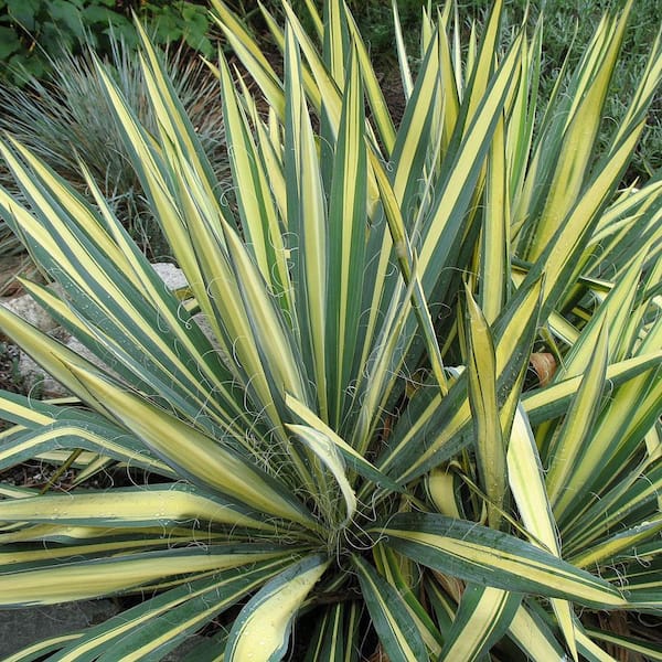 2.5 qt. Color Guard Yucca Live Shrub with Cream and Yellow