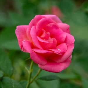 Pink Flowering Freedom Shrub Rose Bush Dormant Bare Root Starter Plant (1-Pack)