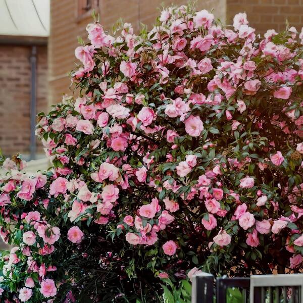 national PLANT NETWORK 1 gal. High Fragrance Camellia Japonica