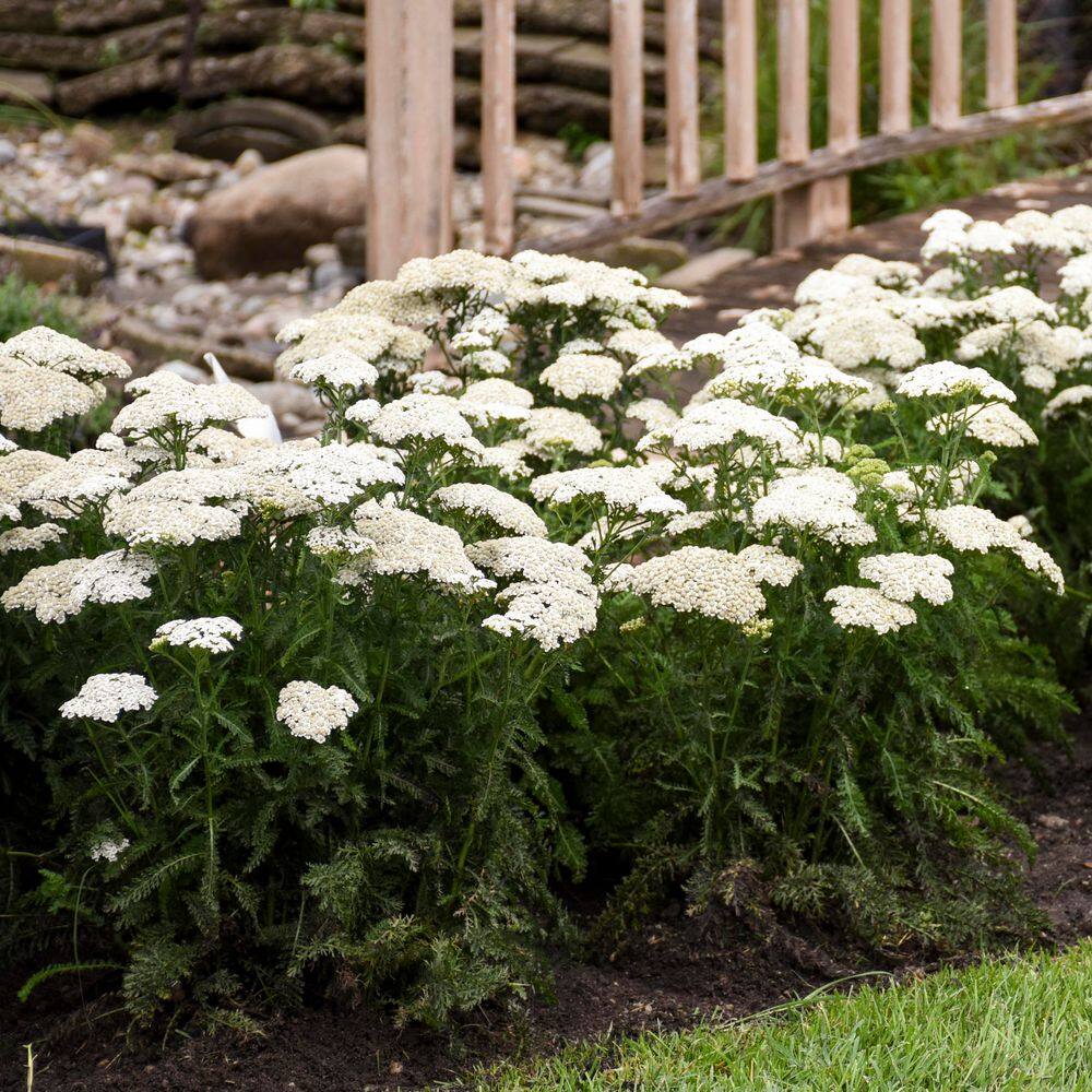 Ivory White Achillea Hybrid Yarrow Plant in 1-Gallon Pot