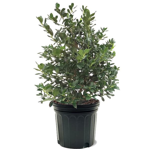 7 Gal. Nellie R. Stevens Holly Evergreen Tree HOLNEL07G - The Home Depot