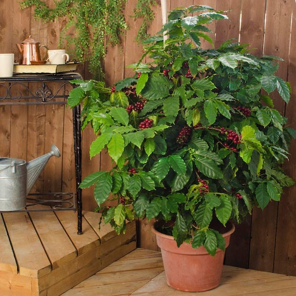 DIRECT GARDENING Dwarf Pacas Coffee Tree Potted Flowering Tropical Starter  Plant (1-Pack) 97877 - The Home Depot