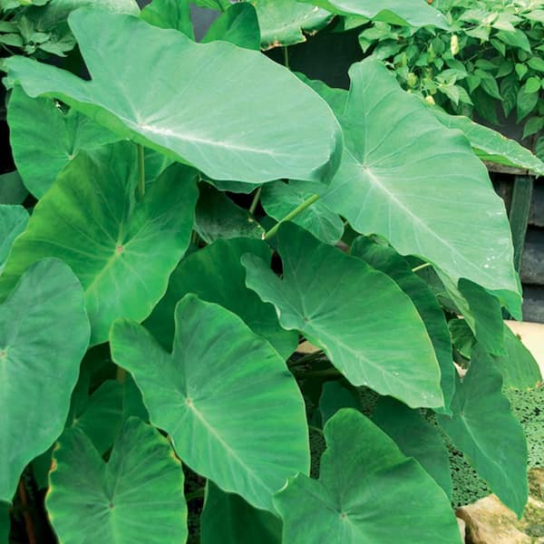 VAN ZYVERDEN Football Sized Elephant Ear (Set of 1 Bulb)