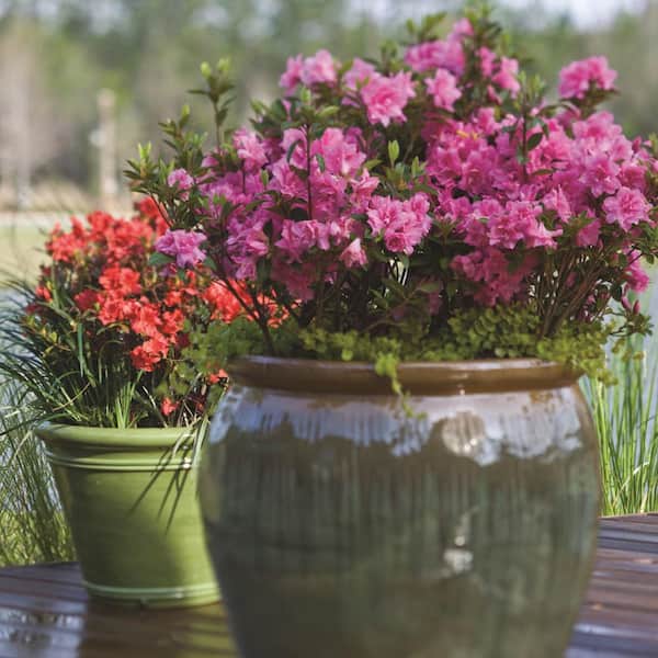 ENCORE AZALEA 2 Gal. Autumn Carnation Azalea Bush with