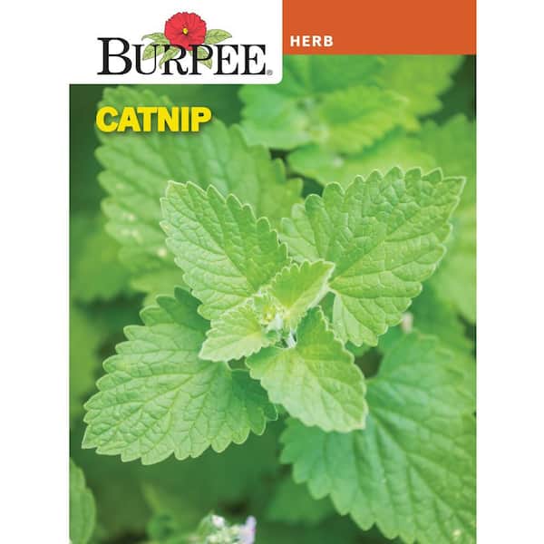 Herb Catnip Seed