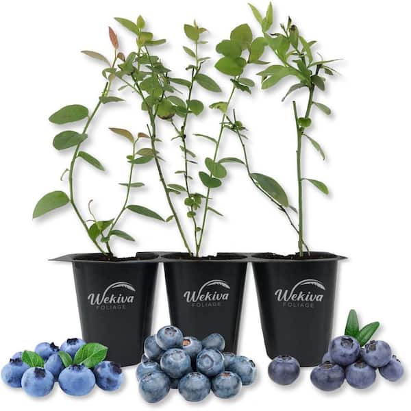 Wekiva Foliage Blueberry Variety Pack-3 Live Tissue Culture Starter Plants-Fruit Plant for Your Edible Garden