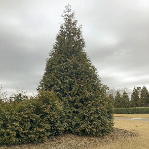 Spring Hill Nurseries 1 Gal. Pot, Green Giant Arborvitae (Thuja), Potted Evergreen Shrub (1-Pack)