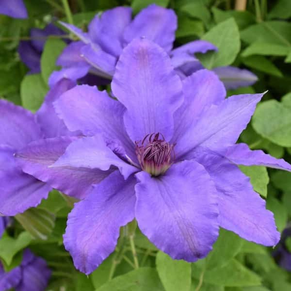 Wekiva Foliage Clematis Parisienne-4 Live Plants in 3.5 in. Growers Pots-Beautiful and Rare Starter Vines Ready for The Garden
