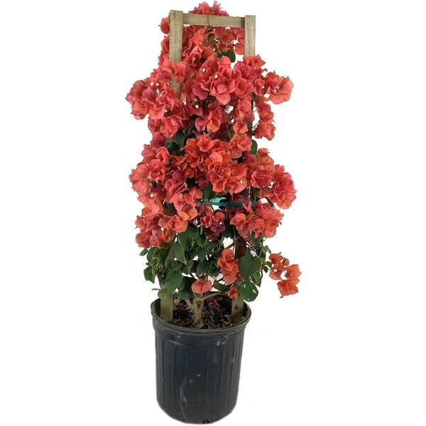 Wekiva Foliage Salmon Colored Bougainvillea with Trellis-Live