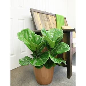 Ficus Lyrata Fiddle Leaf Bush Indoor Floor Plant in 9.25 in. White Cylinder Pot and Stand, Avg. Shipping Height 3-4 ft.