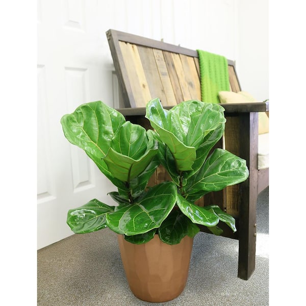 Vigoro 10 in. Fiddle Leaf Lyrata Standard and (2) 6 in. Spathiphyllum Peace Lily Plant in White Decor Planter, (3 Pack)