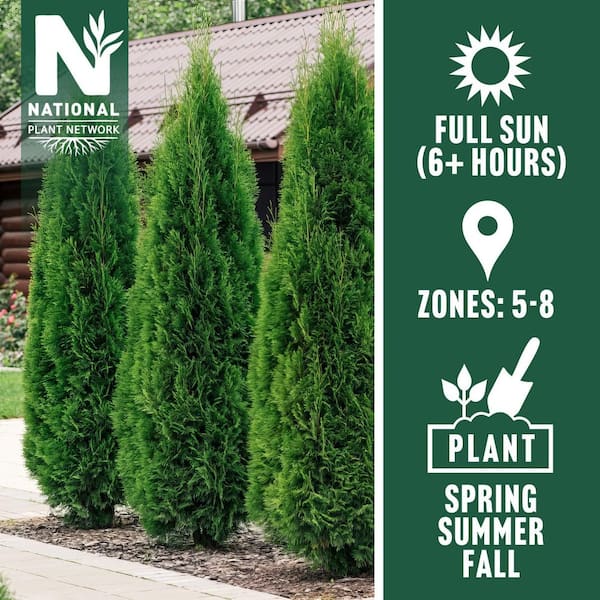 national PLANT NETWORK 2.25 Gal. Arborvitae Green Giant Shrub