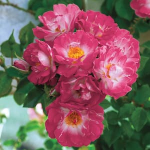 Cupid's Kisses Miniature Rose, Dormant Bare Root Plant, Pink Color Flowers (1-Pack)