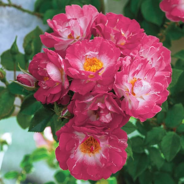 Spring Hill Nurseries Cupid's Kisses Miniature Rose, Dormant Bare Root Plant, Pink Color Flowers (1-Pack)
