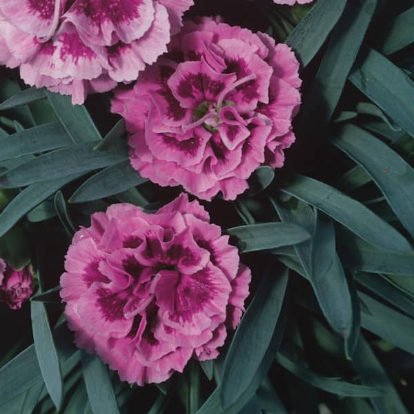 Unbranded #1 Super Trouper Lilac On Purple Dianthus Carnation Plant