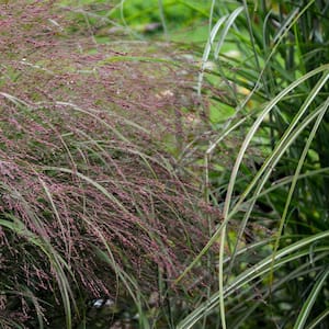 2 gal. Prairie Winds Apache Rose Grass Plant