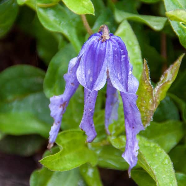 Spring Hill Nurseries Little Artist Clematis Vine, Live Bareroot Perennial Plant (1-Pack)