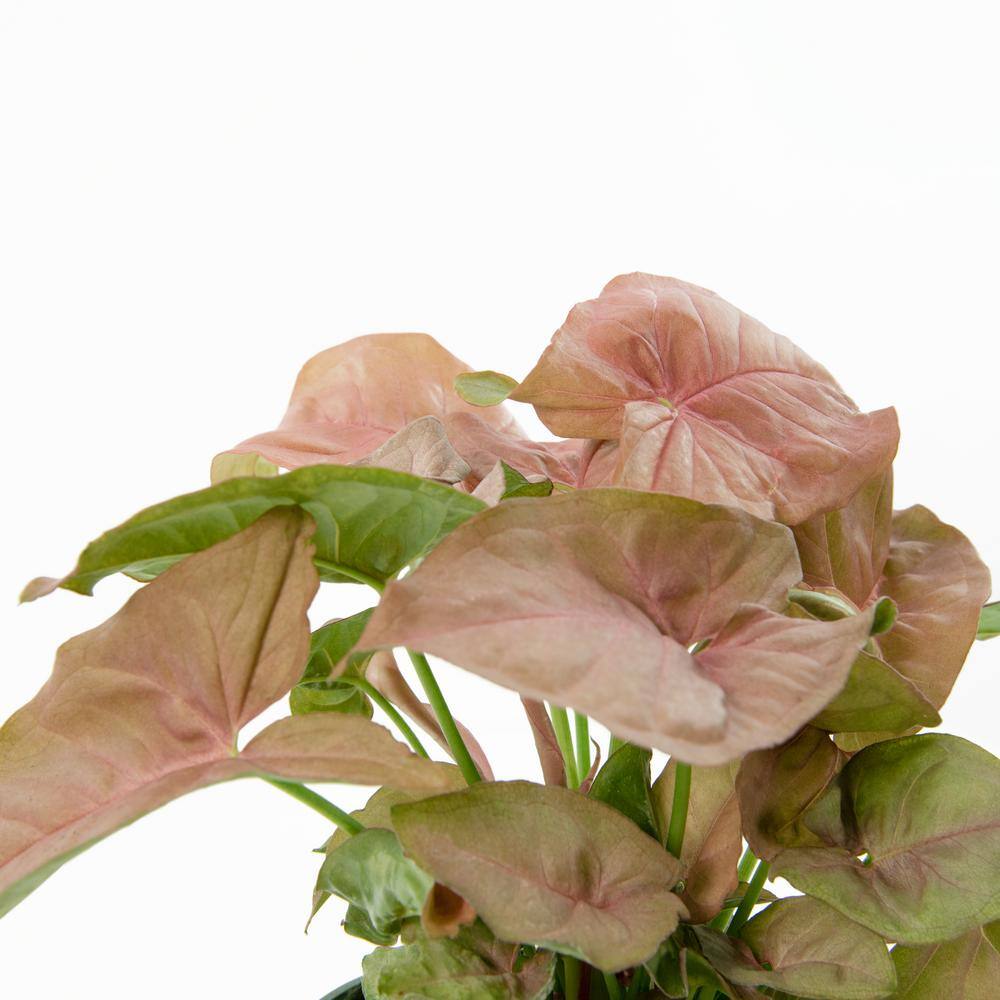 Syngonium Neon Robusta Pink Foliage Indoor/Outdoor Plant in Black Plastic Container