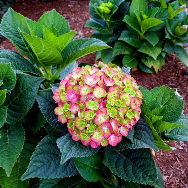 2 Gal. Tilt-A-Swirl Bigleaf Hydrangea (Macrophylla) Live Shrub, Green and Red Bicolor Flowers
