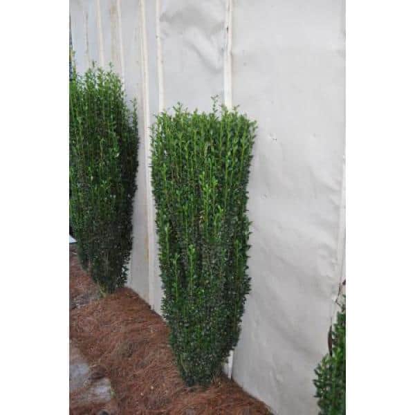 1 Gallon Sky Pencil Japanese Holly Evergreen Shrub